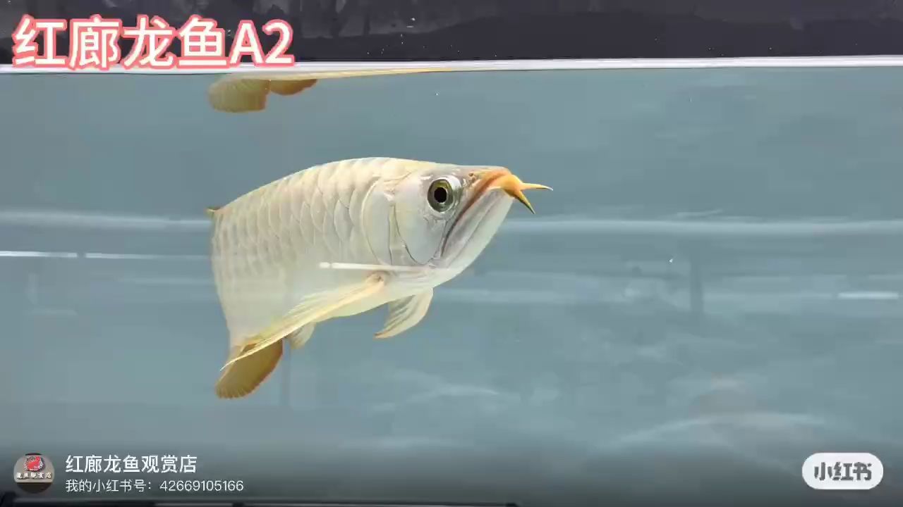 大湖紅龍（印尼紅龍#現場實拍#觀賞魚）