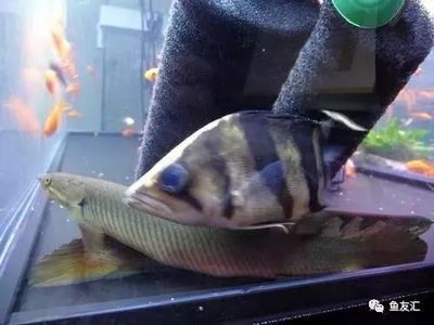 印尼虎魚最佳飼養(yǎng)溫度和濕度是多少：印尼虎魚最佳飼養(yǎng)溫度和濕度是多少印尼虎魚最佳飼養(yǎng)溫度是多少