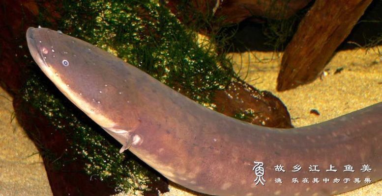 石斑魚魚肉發綠怎么回事兒(石斑魚魚肉發綠怎么回事兒啊)