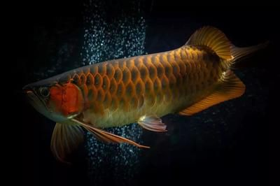 紅龍魚側(cè)燈位置:關(guān)于紅龍魚側(cè)燈的詳細(xì)信息 紅龍魚百科 第5張 紅龍魚側(cè)燈位置:關(guān)于紅龍魚側(cè)燈的詳細(xì)信息 紅龍魚側(cè)燈位置:關(guān)于紅龍魚側(cè)燈的詳細(xì)信息 紅龍魚百科 第5張