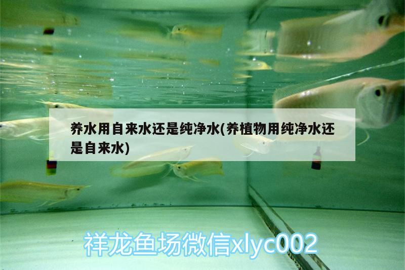 養(yǎng)水用自來(lái)水還是純凈水(養(yǎng)植物用純凈水還是自來(lái)水)