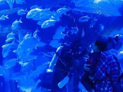 水族館誰負責（水族館的負責人職責和相關信息）