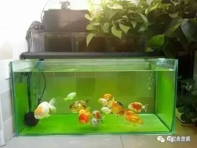 2米長70高的魚缸有多重：10.2.5米魚缸的重量計算方法魚缸的重量計算方法