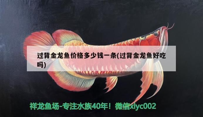 b過背金龍魚多少錢：b級過背金龍魚價格對比b級過背金龍魚價格對比