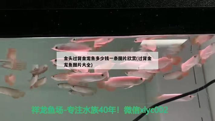 b過背金龍魚多少錢：b級過背金龍魚價格對比b級過背金龍魚價格對比