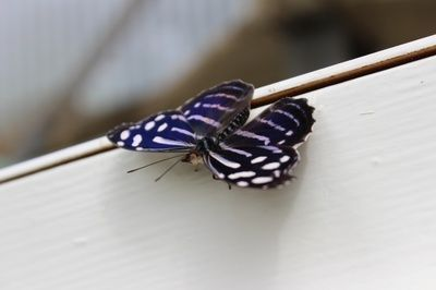 彩蝶魚缸s款基礎，彩蝶魚缸s款與c款對比