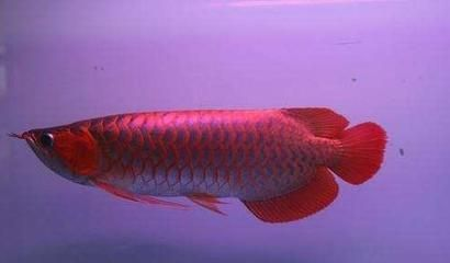 愛養龍魚的老孫子是誰 愛養龍魚的老孫子是誰 龍魚百科 第3張