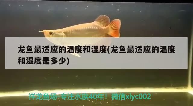 龍魚缸溫度31度高嗎怎么辦vs祥龍魚場：龍魚適宜水溫范圍