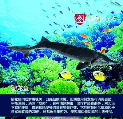 水族館有些什么魚（上海海洋水族館魚類飼養技巧水族館魚類互動體驗）