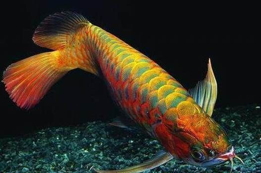 大湖紅龍魚(yú)特點(diǎn)介紹作文（大湖紅龍魚(yú)飼養(yǎng)技巧）