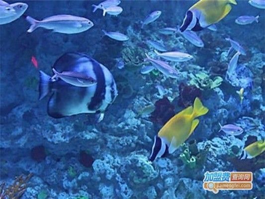 水族館賺錢(qián)嗎怎么賺（開(kāi)設(shè)水族館需要考慮哪些成本）