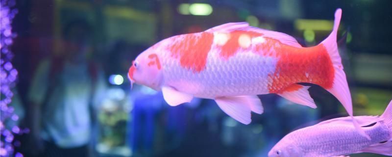 龍魚得水霉菌怎么處理vs祥龍魚場：龍魚得水霉菌如何處理