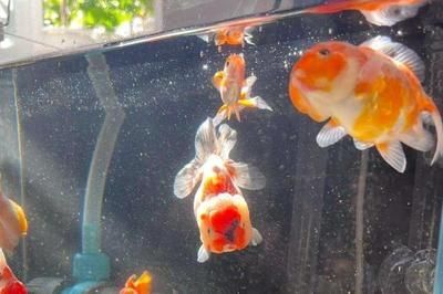 元寶鳳凰魚壽命一般幾天恢復：元寶鳳凰魚壽命一般幾天恢復詳情