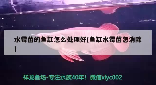 龍魚得水霉菌怎么處理vs祥龍魚場：龍魚得水霉菌如何處理