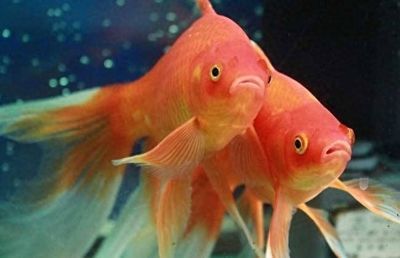 元寶鳳凰魚壽命一般幾天恢復：元寶鳳凰魚壽命一般幾天恢復詳情