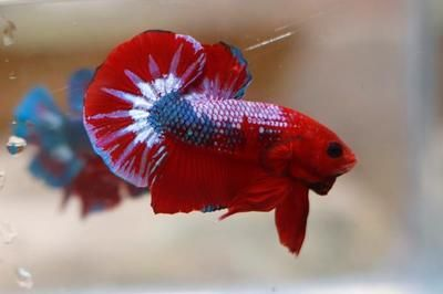 元寶鳳凰魚壽命一般幾天恢復：元寶鳳凰魚壽命一般幾天恢復詳情