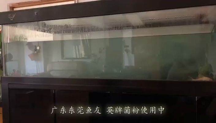 東莞龍魚(yú)vs東莞水族批發(fā)市場(chǎng)vs東莞水族館vs東莞魚(yú)缸批發(fā)市場(chǎng)vs祥龍魚(yú)場(chǎng)：東莞水族批發(fā)市場(chǎng) 東莞龍魚(yú)vs東莞水族批發(fā)市場(chǎng)vs東莞水族館vs東莞魚(yú)缸批發(fā)市場(chǎng)vs祥龍魚(yú)場(chǎng)：東莞水族批發(fā)市場(chǎng) 祥龍魚(yú)場(chǎng)各市分站 第5張