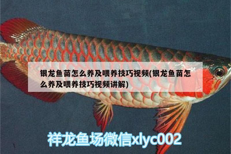 銀龍魚苗怎么養及喂養技巧視頻(銀龍魚苗怎么養及喂養技巧視頻講解)