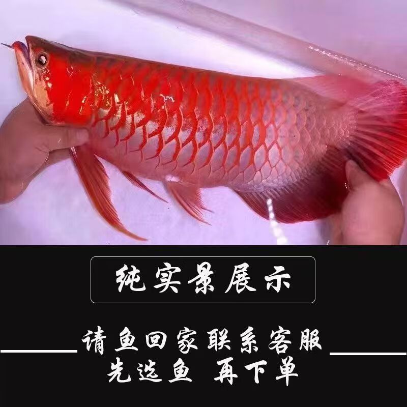 印尼大湖紅龍魚和印尼辣椒的區(qū)別：印尼大湖紅龍魚與印尼辣椒紅龍魚的區(qū)別