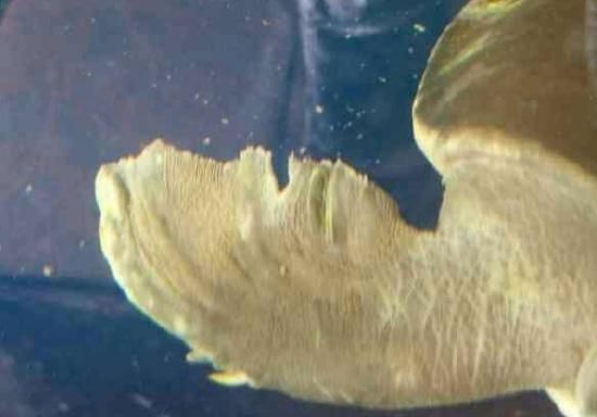 化州龍魚的市場價格是多少？，化州龍魚品種價格對照表，如何辨別化州龍魚的品質 化州龍魚的市場價格是多少？，化州龍魚品種價格對照表，如何辨別化州龍魚的品質 龍魚百科 第2張