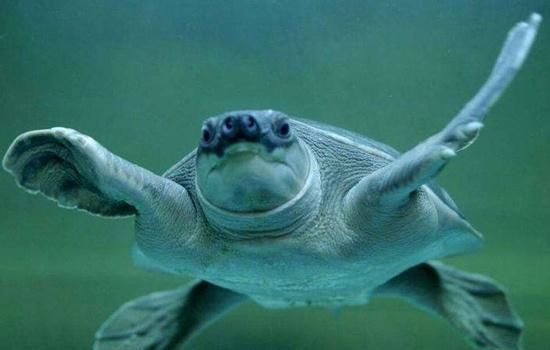 化州龍魚的市場價格是多少？，化州龍魚品種價格對照表，如何辨別化州龍魚的品質