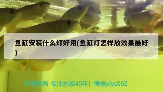 詳細(xì)閱讀:魚(yú)缸安裝什么燈好用(魚(yú)缸燈怎樣放效果最好) 魚(yú)缸安裝什么燈好用(魚(yú)缸燈怎樣放效果最好)