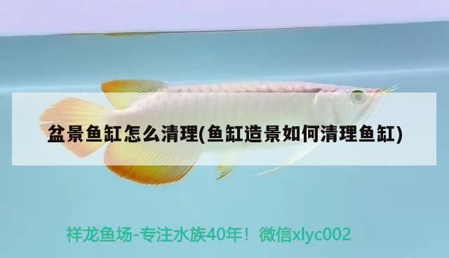 盆景魚缸怎么清理(魚缸造景如何清理魚缸)