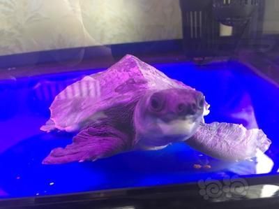 瑞龍魚缸產(chǎn)品介紹大全，瑞龍魚缸產(chǎn)品