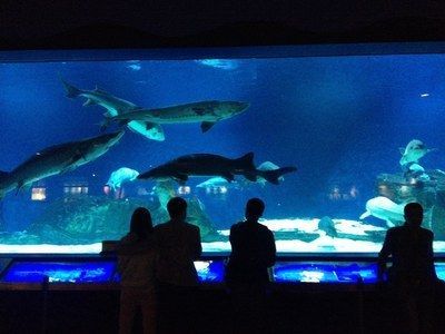 水族館 知乎：全球第一座水族館于北京海洋魚類及生物達千余種、數萬尾