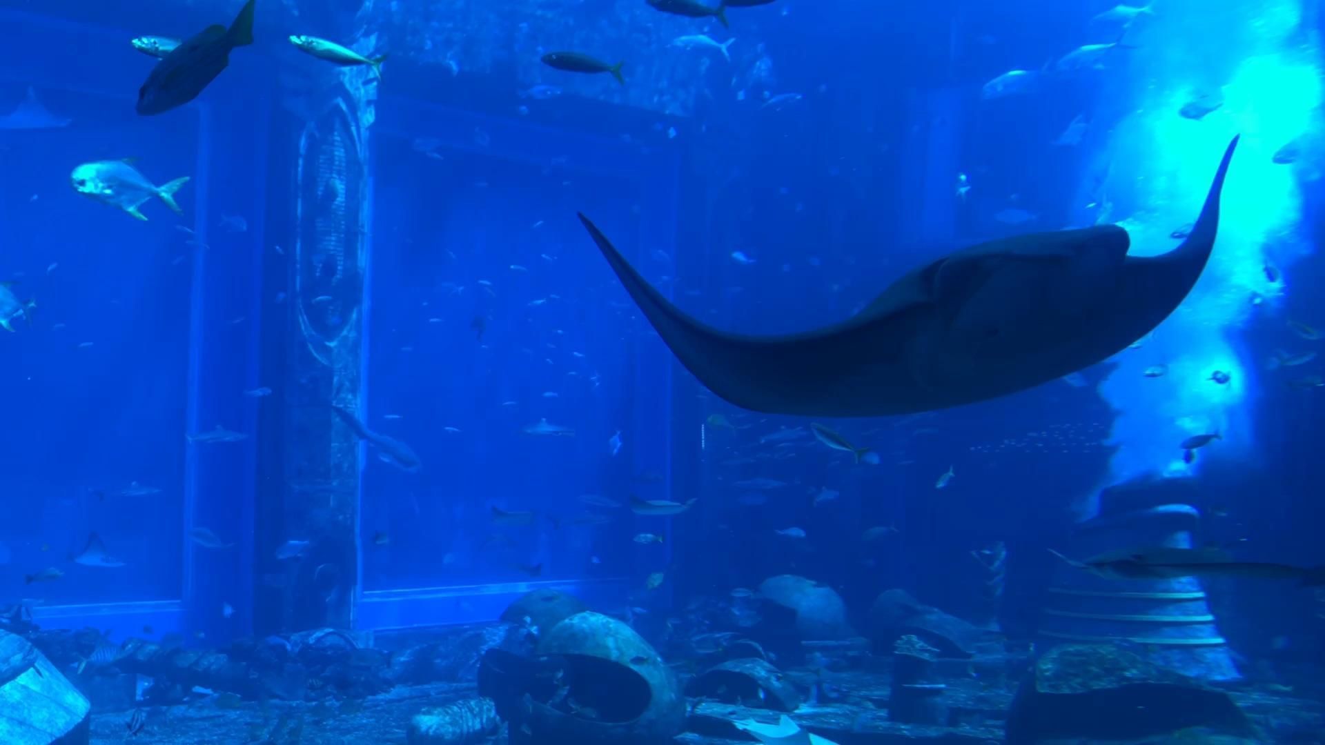 水族館 知乎：全球第一座水族館于北京海洋魚類及生物達千余種、數萬尾