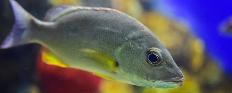 畢節龍魚vs畢節水族批發市場vs畢節水族館vs畢節魚缸批發市場vs祥龍魚場：畢節地區水族行業的幾個主要市場 畢節龍魚vs畢節水族批發市場vs畢節水族館vs畢節魚缸批發市場vs祥龍魚場：畢節地區水族行業的幾個主要市場 祥龍魚場各市分站 第3張