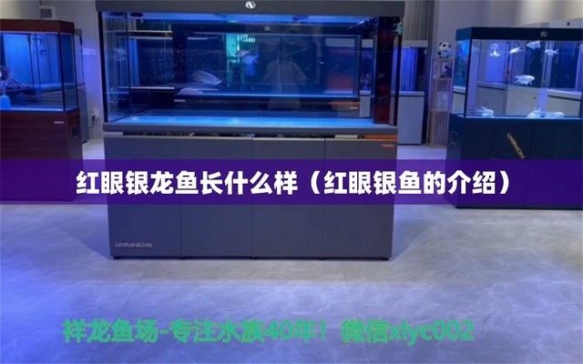 魚缸造景教程超詳細魚缸造景教程超詳細的魚缸造景教程