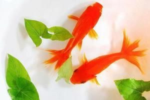 龍魚和紅鸚鵡能一起養嗎：龍魚和紅鸚鵡可以一起養嗎