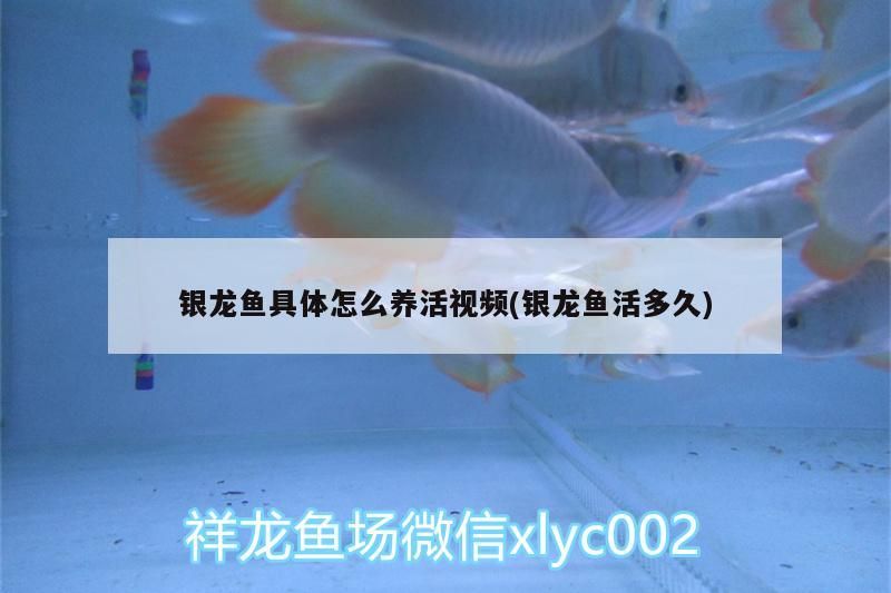 銀龍魚具體怎么養活視頻(銀龍魚活多久)