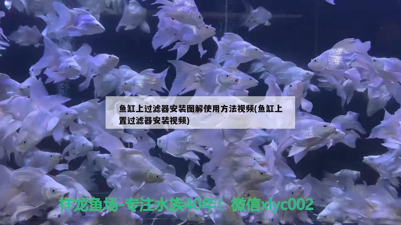 cta南美水族論壇appcta南美水族論壇app(南美水族論壇1037)(南美水族論壇app叫什么名字)