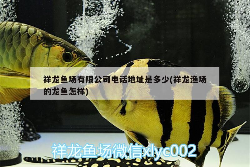 祥龍魚場有限公司電話地址是多少(祥龍漁場的龍魚怎樣) 祥龍魚場有限公司電話地址是多少(祥龍漁場的龍魚怎樣) vs祥龍魚場