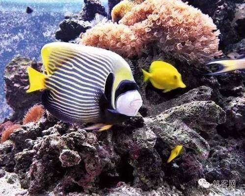 水族館布置圖：關于水族館布置圖的一些詳細信息