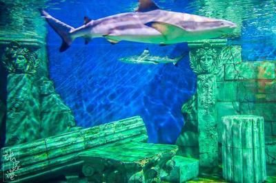 水族館生物過濾系統的最新進展