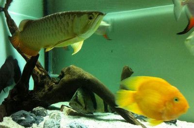 豬鼻龜能和紅龍一起養嗎：豬鼻龜和紅龍魚可以混養嗎