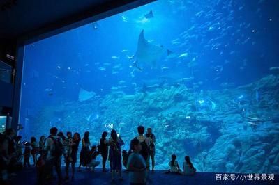 用戶反饋對水族館運營影響