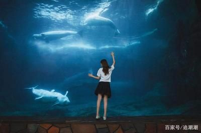 用戶反饋對水族館運營影響