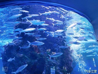 用戶反饋對水族館運營影響