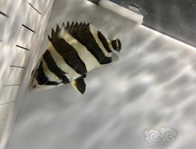 八厘米的虎魚吃什么食物：八厘米的虎魚可以喂食活餌（如泥鰍、小蝦）、冷凍食物