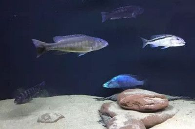 紅龍魚與龍的文化聯(lián)系探究：紅龍魚與龍的關(guān)系