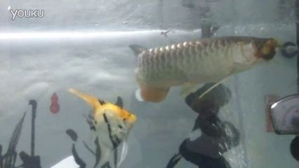 金龍魚可以吃蜈蚣嗎