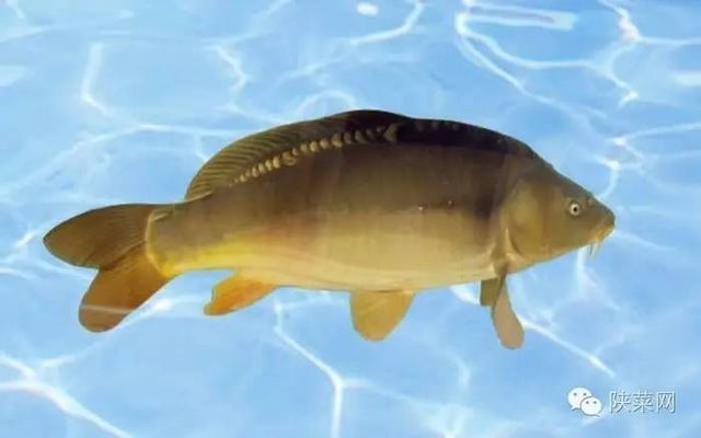 銀龍魚身上潰爛怎么辦圖片大全圖解(銀龍魚魚鱗潰爛圖片)