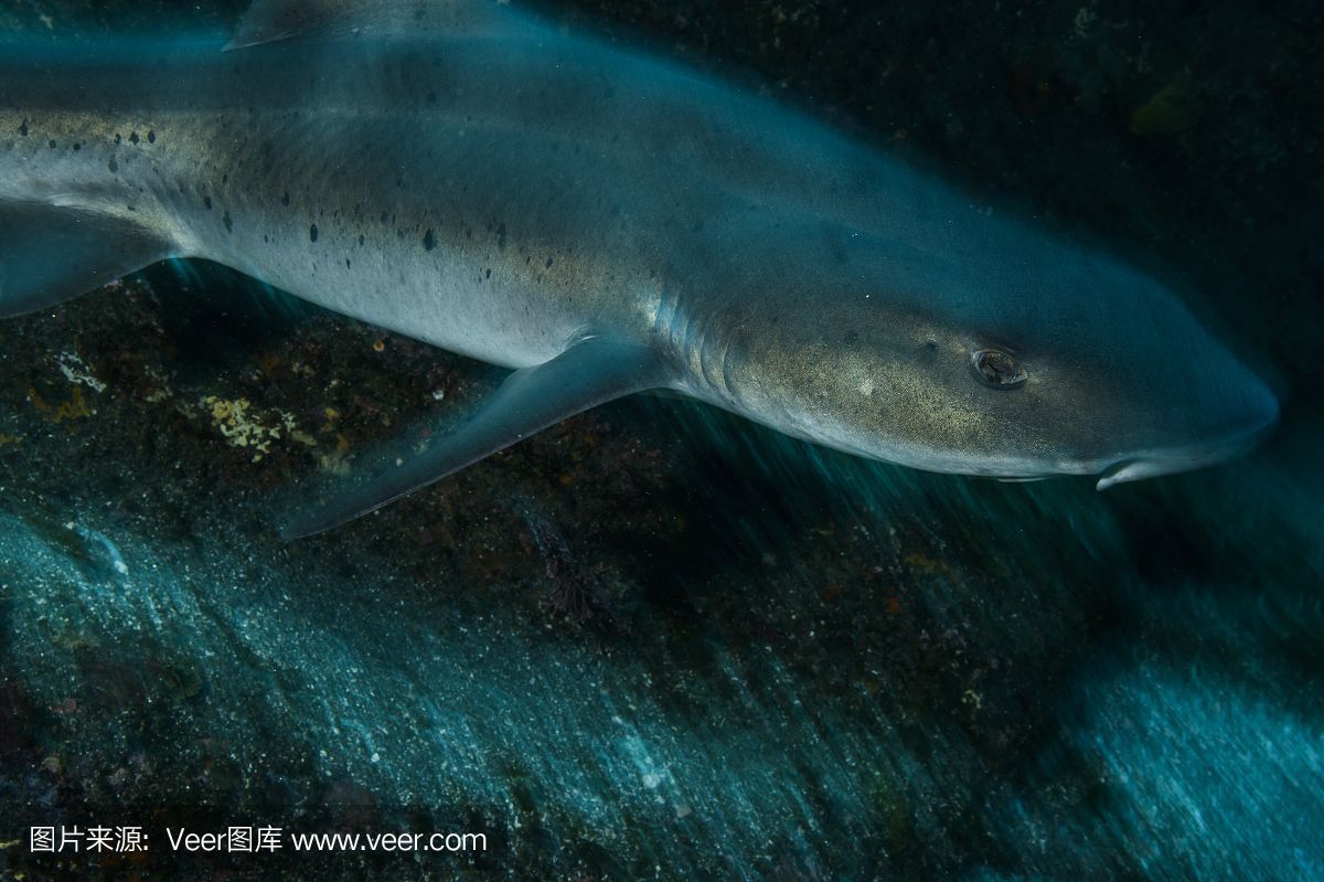 魟魚(yú)有牙齒嗎能吃嗎：魟魚(yú)是有牙齒的，但它們的牙齒與大多數(shù)魚(yú)類(lèi)不同 魟魚(yú)有牙齒嗎能吃嗎：魟魚(yú)是有牙齒的，但它們的牙齒與大多數(shù)魚(yú)類(lèi)不同 魟魚(yú)百科 第3張