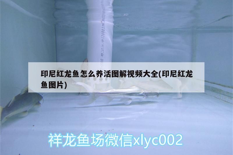 印尼紅龍魚(yú)怎么養(yǎng)活圖解視頻大全(印尼紅龍魚(yú)圖片)