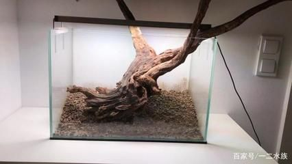 30厘米魚缸的沉木造景：30厘米魚缸沉木造景技巧三角景風格的魚缸造景技巧