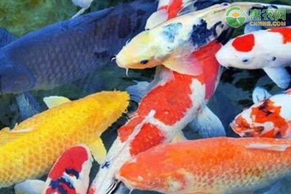 錦鯉魚缸多少天換一次水，如何判斷錦鯉魚缸換水的最佳時間